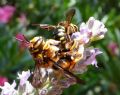 Anthidium florentinum (cfr.)